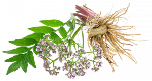 valerian-root-extract-500x500-removebg-preview